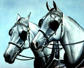 Carriage Driving, Equine Art - Two Grey Arabs in Harness